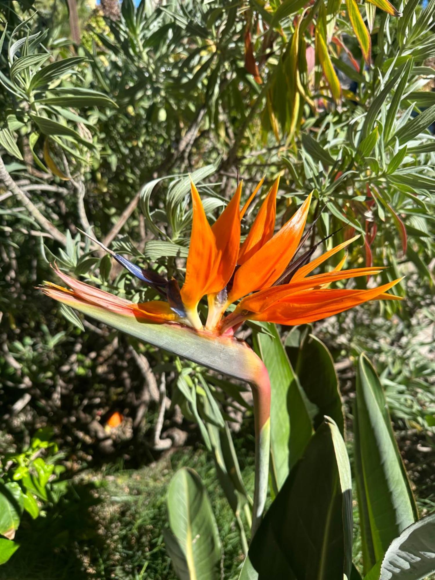 Amber - Highlights And Nizza